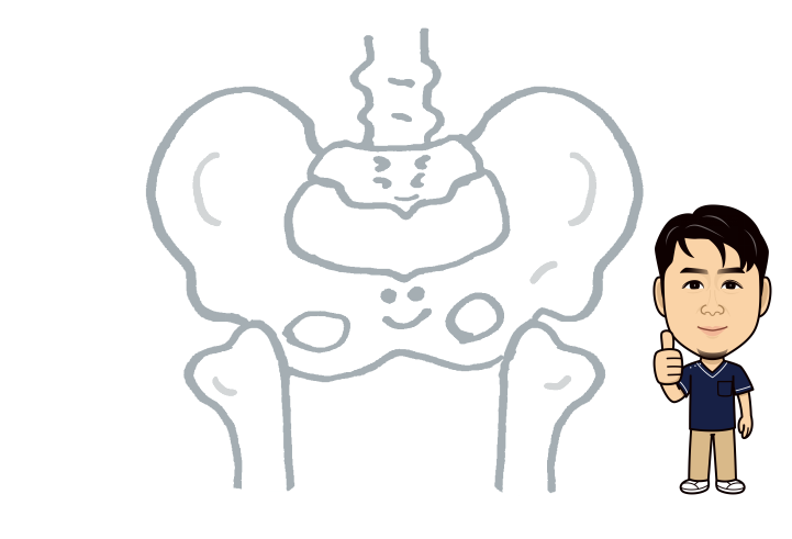 股関節の痛みについて解説！股関節の構造と痛みが出やすい疾患4選